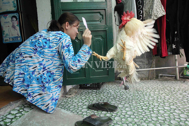 Chủ nhân của “cụ gà” trên còn cho biết, chị còn thấy vật nuôi kỳ lạ của mình ra bờ sông trước nhà để hóng gió vào những buổi sáng sớm hoặc chiều tối. Còn em Huỳnh Ngọc Giàu – con của chị Tuyền thì thông tin: “Con gà còn có sở thích xem tivi, nhất là những phim kinh dị. Tuy nhiên, sau khi xem xong, mặt của cụ gà lại sợ đến tái mét”. (
