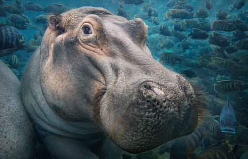 Cuốn sách mới "Endangered" của nhiếp ảnh gia Tim Flach thể hiện những bức ảnh tuyệt đẹp, khắc họa gương mặt của những sinh vật đang trên bờ vực tuyệt chủng. Những bức ảnh không chỉ khiến chúng ta kinh ngạc, mà còn gửi thông điệp quan trọng về cách mà con người nên đối xử và chăm sóc tốt hơn cho hành tinh này. Ảnh: Tim Flach/Endangered