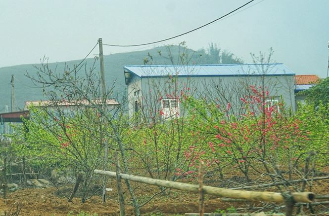 Một góc vườn đào nở sớm