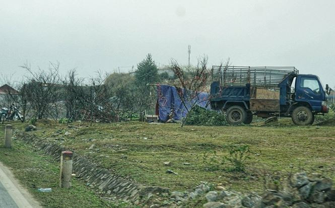 Xe tải đã bắt đầu xuất hiện tại Vân Hồ, Mộc Châu để gom đào đưa về xuôi