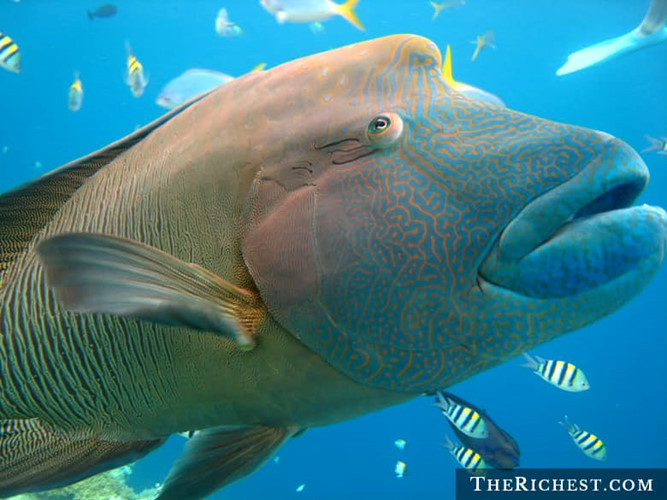 Cá Napoleon Wrasse chính thức được phát hiện vào giữa thế kỷ 19, là một trong những sinh vật bí hiểm nhất, nhưng sinh vật này có thể phải đối mặt với nguy cơ tuyệt chủng do việc đánh bắt không có tổ chức.