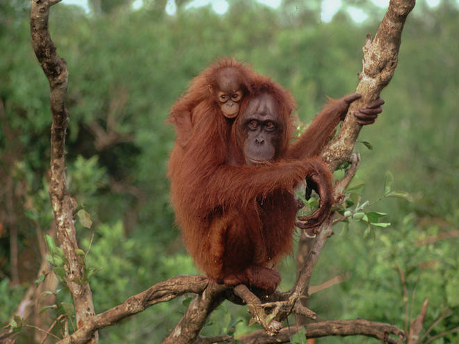 Đười ươi tại đảo Borneo lại có cách cảnh cáo kẻ thù vô cùng kỳ quái. Khi phát hiện rắn, hổ, báo hay con người đến gần, loài động vật này hôn tay, lá hoặc cây, tạo ra những âm thanh ghê rợn, báo cho kẻ thù biết rằng chúng đã biết sự xuất hiện của những kẻ đó.