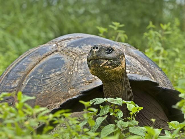 Một con rùa Galapagos có thể thọ tới hơn 150 năm tuổi. Hơn nữa, chúng còn có thể sống sót trong cả một năm mà không có thức ăn hoặc nước, ngủ tới 16 giờ một ngày.