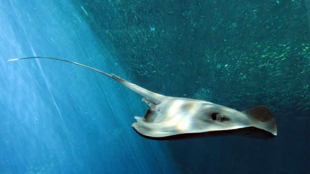 Cá đuối ó Stingray, hay còn gọi là cá đuối gai độc bởi chúng có một cái gai nhọn, răng cưa nằm ở bên trên và xuôi về phía sau đuôi. Đây là vũ khí phòng vệ hiệu quả, được làm bằng protein tổng hợp và đi kèm với nọc cực độc mà nó thường được tiết ra mỗi khi lớp da bị rách. Nếu bị gai đâm phải thì nó sẽ tạo ra vết rộp lớn và cảm giác rát bỏng. Mặt dù cực kỳ đau đớn, vết chích của cá đuối ó hiếm khi nguy hiểm đến tính mạng con người ngoại trừ trường hợp chất độc được tiêm vào ở thể ở vị trí ngực gần với tim.