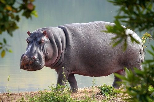 Nếu thời tiết nóng, cố gắng không đi vào bụi cây vì lúc đó, hà mã hay trú ẩn ở đây. Nếu gặp hà mã, leo lên cây hoặc một tảng đá lớn, hoặc một ngọn đồi. Chờ ở đó cho đến khi con vật bỏ đi.