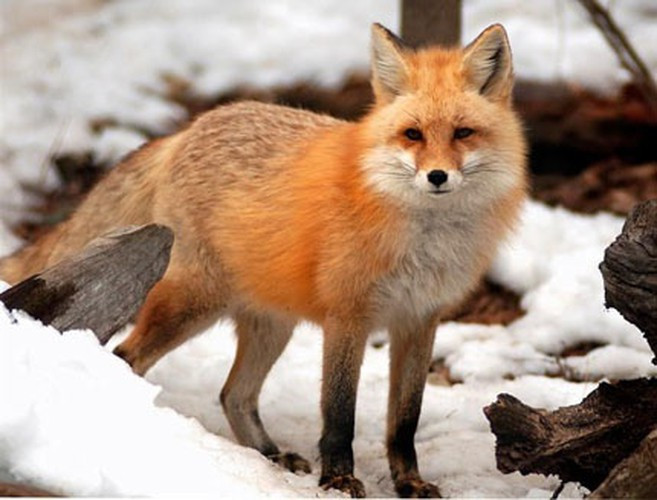 Cáo. Ngoại trừ cáo Fennec nhỏ thì các loài cáo khác như cáo Bắc Cực, cáo đỏ không nên được giữ làm thú cưng. Chúng có thể trở nên rất hiền lành, nhưng không bao giờ hoàn toàn đáng tin cậy và đặc biệt nguy hiểm với trẻ nhỏ.
