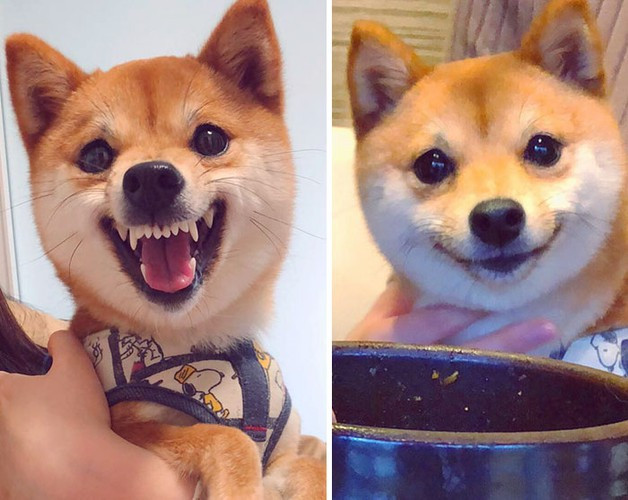 Tất cả chó Shiba giống ở phân khúc 30 triệu đồng đều được VKA xác nhận nguồn gốc. Những chú chó có mức giá thấp hơn thường không có phả hệ đẹp cũng không có giấy chứng nhận nguồn gốc.