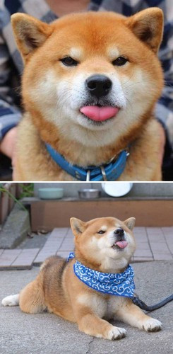 Được đánh giá thông minh, kiêu hãnh và ưa sạch sẽ, những chú chó Shiba Inu còn được biết đến là một trong những giống chó đáng yêu nhất thế giới.