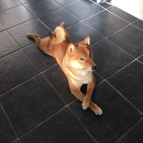 Ban đầu, Shiba Inu được nuôi để săn và bắt các con vật nhỏ, chẳng hạn như các loài chim và thỏ. Dù đã có nhiều nỗ lực để bảo tồn giống, Shiba gần bị tuyệt chủng trong Chiến tranh thế giới thứ hai do tình trạng thiếu thực phẩm cộng thêm dịch bệnh chó sau chiến tranh. Tất cả những con chó sau này được tạo ra chỉ từ ba dòng máu còn sống sót. Dòng chó này nổi tiếng dũng cảm và trung thành, có thể tỏ ra hung dữ với người lạ nhưng vô cùng trung thành với chủ.