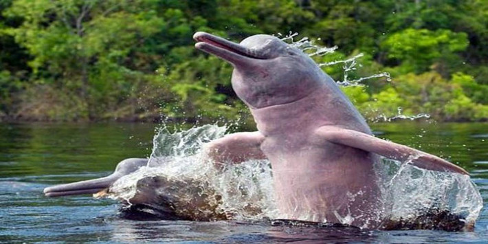 Cá heo hồng Cá heo hồng – Pink Dolphin hay Batos – được biết là loài cá heo thông minh nhất trong số các loài. Não chúng lớn hơn não người 40%. Chúng thân thiện, nhạy cảm và sống hòa hợp với con người trong nhiều thế kỷ, nhưng hiện nay các chuyên gia nói chúng đối mặt với nạn tuyệt chủng ở một số nhánh sông.