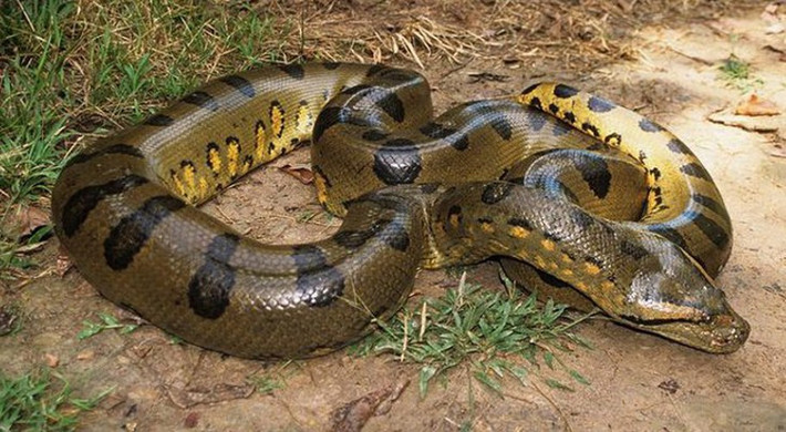Trăn Anaconda Thuộc vào nhóm những loài rắn lớn nhất thế giới, trăn anaconda sống ở lưu vực sông và các vùng đất ẩm thuộc Nam Mỹ. Theo các nhà sinh vật học, tên gọi anaconda xuất phát từ tiếng Tamil có nghĩa là Kẻ giết voi. Trăn Nam Mỹ ăn cá, chim, bò sát và các loài động vật có vú nhỏ, dù đôi khi chúng có thể tấn công lẫn nhau. Trăn anaconda không có nọc độc và thường giết con mồi bằng cách siết cho ngạt thở và gãy hết xương trước khi nuốt chửng.