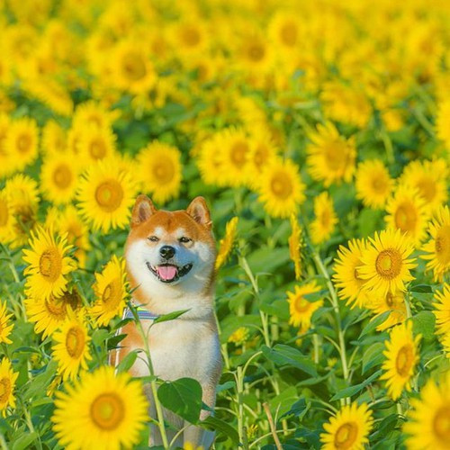 Hachi khiến nhiều người phải ngưỡng mộ với gương mặt "không góc chết" và những bức ảnh long lanh bên biển hoa tuyệt đẹp.