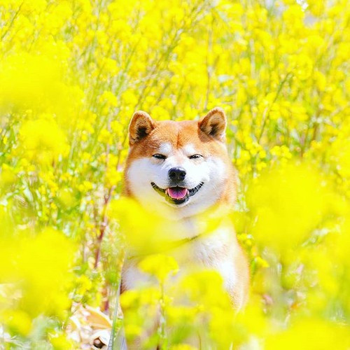 Masayo Ishizuki cho biết, cô đã bắt đầu chụp ảnh Hachi từ năm 2012 và cũng đăng tải những hình ảnh đó lên một trang Instagram riêng của chú chó cưng.