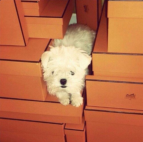 Chó nằm khoe dáng trên đống đồ hàng hiệu của Hermes.