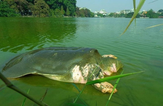 7: Hồ nào có loài rùa lớn sinh sống? Hồ Tả Vọng, tức hồ Gươm hay Hoàn Kiếm, là một trong những địa danh nổi tiếng của thủ đô Hà Nội. Nơi đây từng có loài rùa sinh sống, trọng lượng cơ thể lên tới hàng trăm kg.
