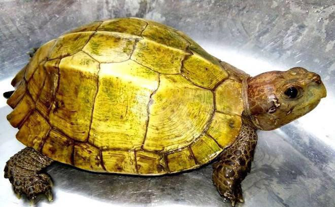 6: Loài rùa nào ở nước ta có giá đắt hơn vàng ròng? Rùa hộp ba vạch Rùa hộp ba vạch có danh pháp quốc tế là "Cuora trifasciata", phân bố ở một số tỉnh miền Bắc và miền Trung, trong những cánh rừng ẩm ướt, rậm rạp. Lưng của nó màu nâu, có 3 vạch màu xám đen chạy dọc theo 3 gờ trên mai, nên có tên là rùa hộp ba vạch. Đây là loài có giá rất đắt. Chúng được bán với giá hàng trăm triệu đồng một con.