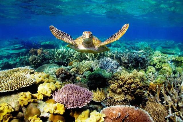 3: Vì sao rùa sống rất thọ? Theo kết quả được công bố trên tạp chí khoa học "Nature Ecology and Evolution", loài rùa có thể sống rất thọ, bởi nó có cấu trúc gen khác biệt với nhiều loài động vật khác. Bộ gen của rùa có nhiều đoạn lặp lại, trong khi các loài khác chỉ có một đoạn lặp lại. Nhờ đó, nó chống được ung thư, tăng cường hệ miễn dịch và kéo dài tuổi thọ
