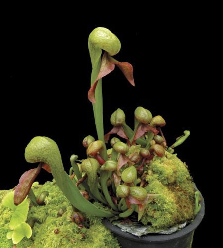 Cây rắn hổ mang. Darlingtonia californica còn gọi là cây nắp ấm California, rắn hổ mang hoa huệ, là một loài thực vật ăn thịt, thành viên duy nhất của chi Darlingtonia trong gia đình Sarraceniaceae. Nó có nguồn gốc ở miền Bắc California và Oregon, phát triển trong đầm lầy.Tên "rắn hổ mang hoa huệ" bắt nguồn từ sự tương đồng của lá hình ống của mình cho một con rắn hổ mang.
