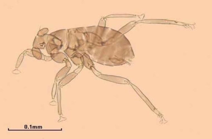 Loài côn trùng nhỏ nhất thế giới- Dicopomorpha echmepterygis. Đây là một thành viên tí hon trong gia đình ong, và là loại côn trùng nhỏ nhất mà chúng ta biết được cho đến nay. Chúng sống chủ yếu ở Costa Rica. Con đực trưởng thành chỉ dài khoảng 0,14mm. Nó ăn trứng của các loài côn trùng khác.