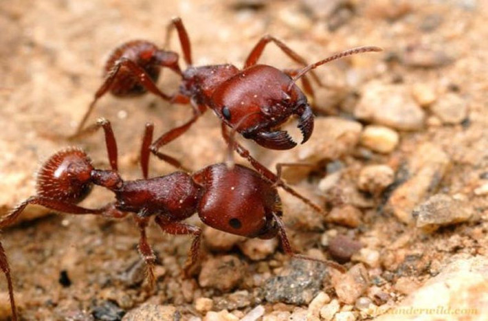 Loài độc nhất thế giới- kiến gặt (Pogoonomyrmex Maricopa). Được coi là loài côn trùng độc nhất thế giới nhưng loài này lại không gây hại tới con người. Nọc độc của nó độc gấp 25 lần so với ong mật. Nó sống chủ yếu ở Mỹ.
