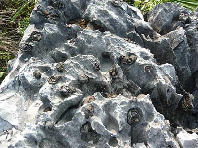 Hoa đá được tạo ra từ canxi cacbonat, nó được cho là tạo ra từ sự thay đổi của lớp vỏ trái đất, ước tính những bông hoa này có từ 250-260 triệu năm về trước.