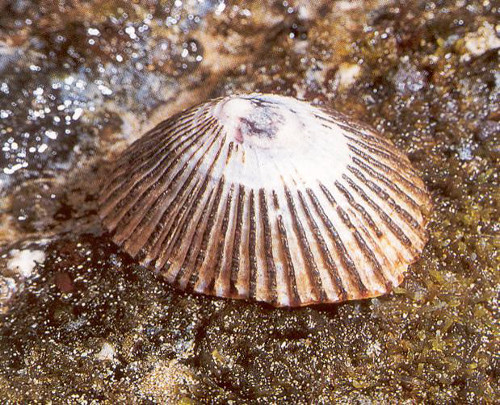 Con sao sao (Limpet) là một loài động vật thân mềm nhỏ, thường được tìm thấy ở các bờ biển ở phía tây châu Âu. Nhờ cấu tạo từ hỗn hợp khoáng protein, răng của limpet có độ bền cao gấp 10 lần so với tơ nhện, từng được cho là vật liệu sinh học bền nhất trước đó. Loài động vật độc lạ có khả năng kỳ diệu này có thể dùng răng cạo thức ăn từ đá và thường nuốt những vụn đá nhỏ trong lúc ăn.