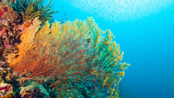 Hai phần ba rạn san hô lớn nhất thế giới Great Barrier bị hủy diệt Great Barrier là rạn san hô lớn nhất thế giới đang đứng trước nguy cơ xóa sổ vĩnh viễn do tình trạng nước biển ấm lên. Ngoài ra, còn xảy ra hiện tượng san hô bị tẩy trắng đang gây ra những tổn thương nặng nề cho rạn san hô này.