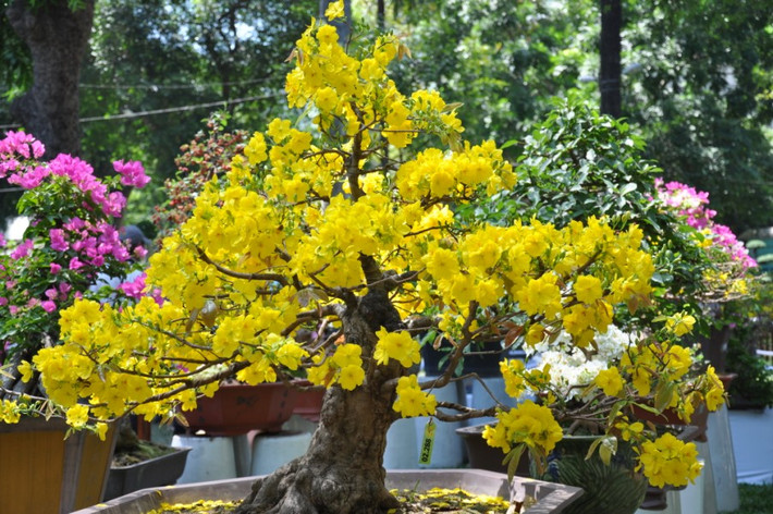 Nếu nụ đã căng quá và có “nguy cơ” nở trước Tết thì hãy pha thêm một chút phân urea vào nước tưới để kích thích cho cây mai ra lá non sẽ có tác dụng kím hãm làm cho hoa nở chậm lại.