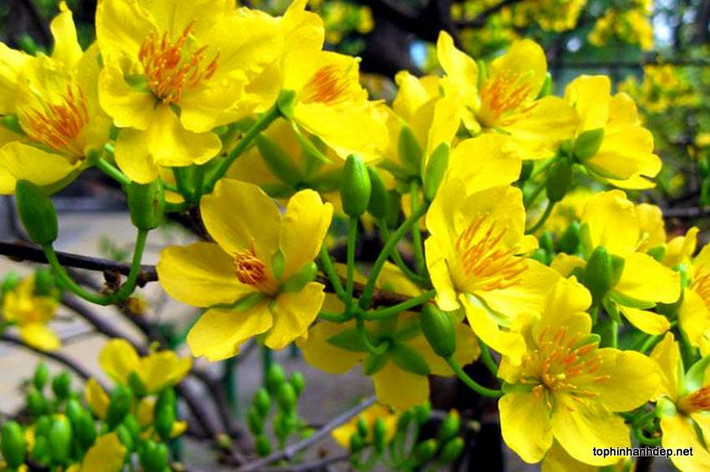 Nếu nụ đã bung vỏ lụa và bắt đầu chớm nở thì phải đưa chậu mai vào chỗ râm mát, và chỉ tưới vào sáng sớm hay chiều mát. Nên tưới nhiều lần, chú ý tưới đẫm nước cho cây, nhưng chậu phải có lỗ thoát nước để tránh làm úng rễ.