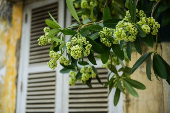Bài thơ viết xong cũng chỉ để cất vào ký ức bởi vì theo nhà thơ Nguyễn Phan Hách hồi đó, đất nước vừa bước qua chiến tranh, những bài thơ về tình yêu đôi lứa rất ít khi dùng.