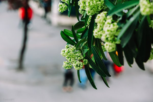 Chuyện kể rằng, Hoa sữa chính là cảm xúc của nhà thơ khi nhớ về mối tình thời trai trẻ. Thời ấy, chàng 20, nàng là cô sinh viên đang theo học hát quan họ ở độ tuổi mười sáu trăng tròn.