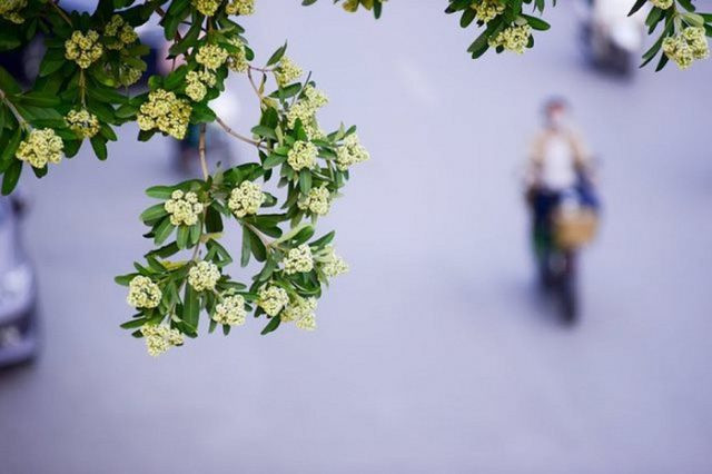 Bẵng đi nhiều năm, mỗi lần đi làm về trên con phố Nguyễn Du đầy hoa sữa, ghé qua hồ Thiền Quang, Nguyễn Phan Hách bùi ngùi xúc động nhớ về cô thiếu nữ bé nhỏ trong tình thơ năm xưa: "Tuổi mười lăm em lớn từng ngày/ Một buổi sớm em bỗng thành thiếu nữ...".