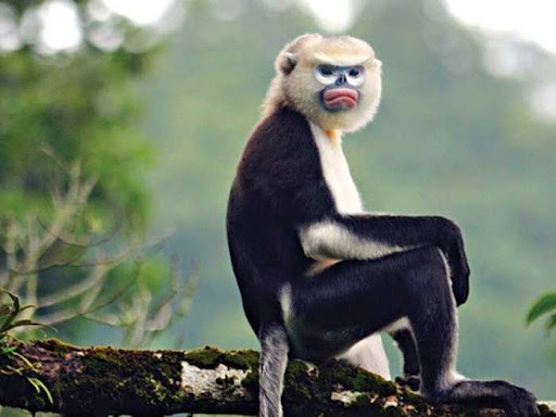 Đặc biệt, nơi đây sở hữu loài voọc mũi hếch (Rhinopithecus avunculus) là một trong năm loài linh trưởng đặc hữu của Việt Nam và một trong 25 loài linh trưởng của thế giới có nguy cơ tuyệt chủng trên phạm vi toàn cầu.