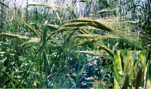 Nhà khoa học gần gũi với nhà nông: Điều đặc biệt ở Israel mà không phải quốc gia nào cũng có được đó là sự gần gũi, kết hợp và phát triển giữa những nhà khoa học kỹ thuật và người làm nông nơi đây.