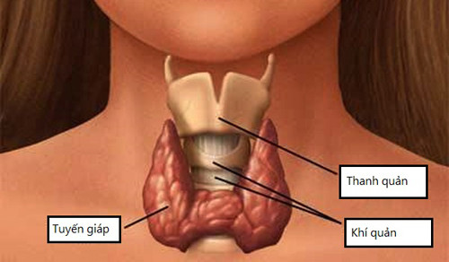 Mắc chứng suy giáp. Suy giáp là hiện tượng tuyến giáp không tiết đủ hormon dẫn đến quá trình trao đổi chất bị chậm lại, cơ thể khó có thể sản sinh mức nhiệt phù hợp để làm ấm cơ thể. Để nhận diện chính xác chứng suy giáp, ngoài dấu hiệu chân tay lạnh, người suy giáp da thường mỏng, tóc khô, mệt mỏi triền miên.