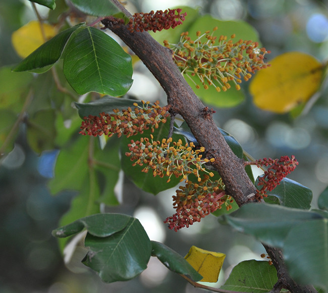 Hoa cây Carob có mùi như tinh dịch, có đặc điểm là những bông hoa nhỏ và xoắn bố trí dọc theo trục thành cụm hoa giống như đuôi sóc.