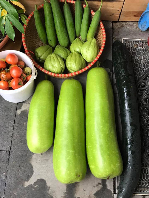Bí đao do chị Hương trồng dài tới 84 cm, nặng gần 9 kg; mướp hương dài 59 cm. Nông phẩm thu hoạch được từ vườn, nhà chị Hương ăn không hết. Một số loại củ như hành, khoai, tỏi... bà mẹ ba con phơi khô để dùng dần. Các loại rau củ tươi, chị mang biếu bạn bè.