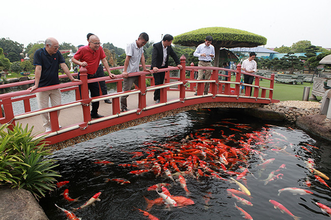 Ông Lê Văn Dũng (TP Sông Công, Thái Nguyên), chủ sở hữu đàn cá Koi này cho biết, ở Việt Nam rất nhiều dân chơi cá Koi, tuy nhiên để tìm ra hồ cá thứ 2, quy tụ nhiều và có những Koi có kích thước lớn, hình thể cân đối, vạm vỡ, màu sắc và hoa văn đẹp mắt như thế này rất hiếm. Thậm chí ngay cả ở Nhật Bản, cái nôi của cá Koi, để có một hồ cá Koi như thế này cũng rất hiếm.