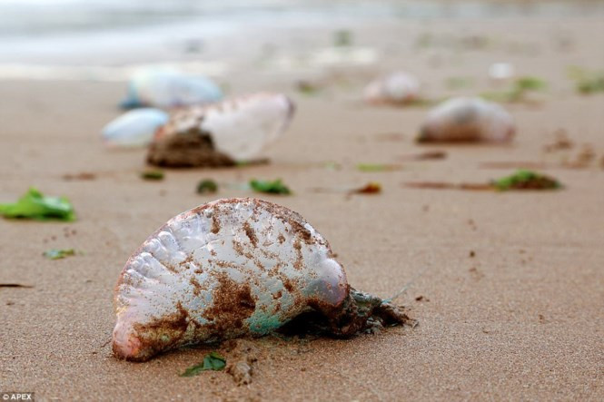 Mặc dù mọi người thường gọi Portuguese man o'war là sứa nhưng thực chất loài ăn thịt này không phải một sinh vật mà là một tập hợp cộng sinh, sử dụng những xúc tu có nọc độc để quấn chặt và làm tê liệt con mồi.