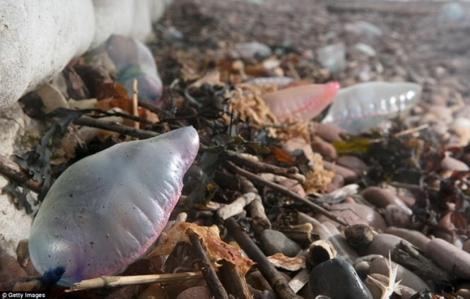 Xúc tu của Portuguese man o' war dài tới 3,6 mét