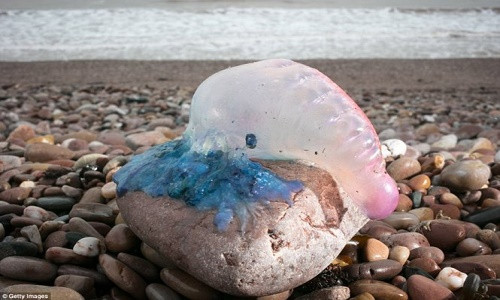 Cận cảnh một con sứa cực độc bị dạt vào bờ biển Sidmouth ở Devon, Anh sau siêu bão Ophelia.