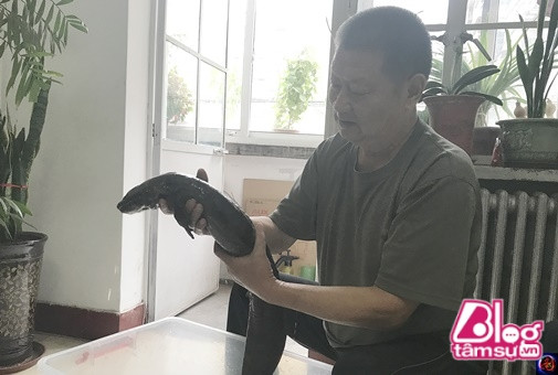 Ngày nào ông cũng bế nó lên để ngắm nhìn.