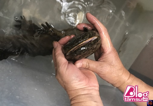 Ông cẩn thận thả sinh vật lạ vào trong chậu nuôi làm cảnh. Con vật này có cái miệng rộng khá to.
