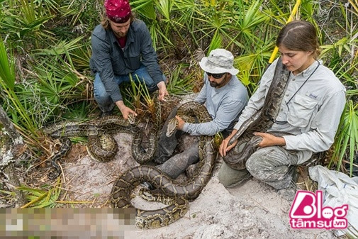 Trên thực tế, số lượng trăn Miến Điện phát triển ngày một nhiều tại Nam Florida và các vùng lân cận. Cũng không thể phủ nhận, chúng bị con người săn bắt ngày một nhiều nhưng không vì thế mà số lượng giảm đi, ngược lại còn đang tăng đáng kể. Ảnh: Tìm thấy 44 con trăn khổng lồ tập trung cùng một nơi.
