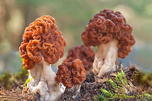 Nấm não người Nấm não người có tên khoa học là Gyromitra esculenta. Nó còn được biết đến với tên gọi khác là nấm khăn xếp. Ảnh fichasmicologicas. Nấm não người có màu vàng sáp hay nâu, mũ nấm có nhiều nếp nhăn giống như bộ não, có thể đạt chiều cao 10cm và rộng 15cm. Nếu được chế biến đúng cách, nấm não không gây nguy hiểm gì cho sức khỏe. Nhưng nếu ăn nấm não chưa qua chế biến có thể gây chết người. Chất độc của nấm não tác động đến gan, hệ thần kinh trung ương và có thể là đến thận.