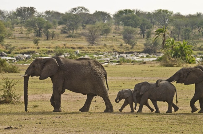 Những chú voi con di chuyển trên đồng cỏ xavan Kenya luôn có bố dẫn đường và mẹ "chốt" cuối.