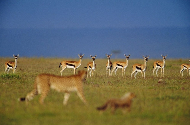 Một đàn linh dương ngơ ngác tại Kenya đang thận trọng quan sát "hành tung" của một con báo Cheetah và một con chó rừng.