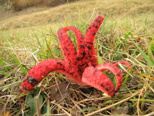 Nấm lỗ chó bạch tuộc Nấm lỗ chó bạch tuộc (Clathrus archeri) là loài nấm kỳ lạ có nguồn gốc từ Australia và Tasmania. Nấm có màu hồng đỏ, hình thù như con bạch tuộc với khoảng 4-7 xúc tu to dài. Không chỉ có hình thù kỳ dị, chúng còn phát ra mùi thịt thối.