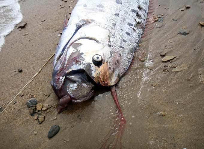 Những con cá mái chèo có chiều dài lên tới 17m và có thể nặng tới 270kg. Cơ thể mỏng, có vây đỏ. Màu sắc của cá thường là màu bạc với những mảng đen và vây màu đỏ.