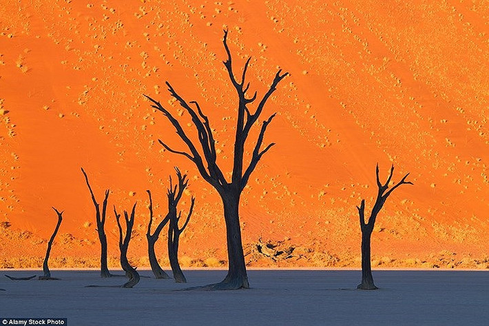 Những thân cây khô nổi bật trên nền cát vàng ở Dead Vlei - hay còn gọi là Nghĩa địa cây khô ở Namibia trông giống như một bức tranh.
